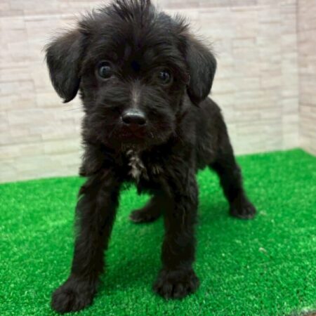 トイプードル×ミニチュアピンシャー