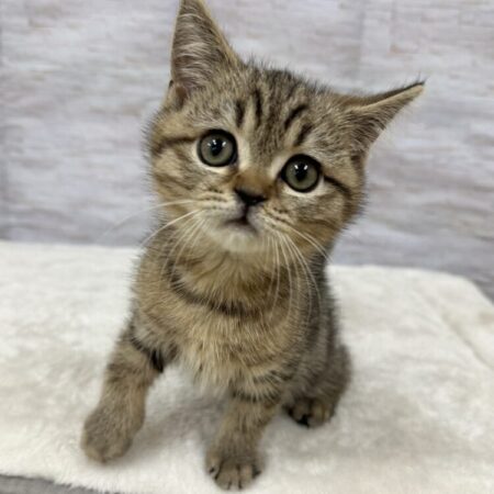 ブリティッシュ