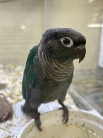 ウロコインコ