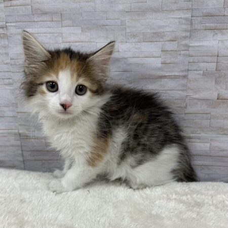 ノルウェージャンフォレストキャット