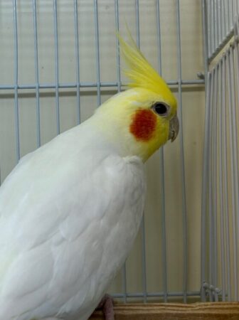 インコ