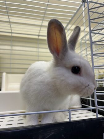 うさぎ