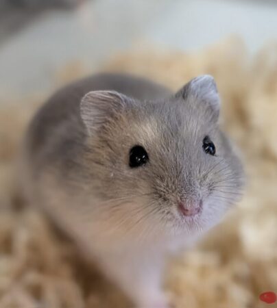 ジャンガリアンハムスター