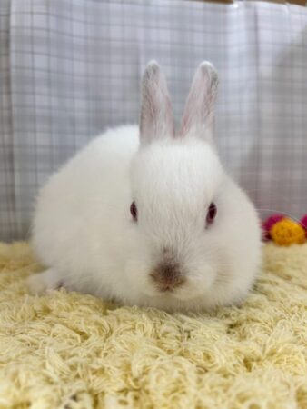 うさぎ