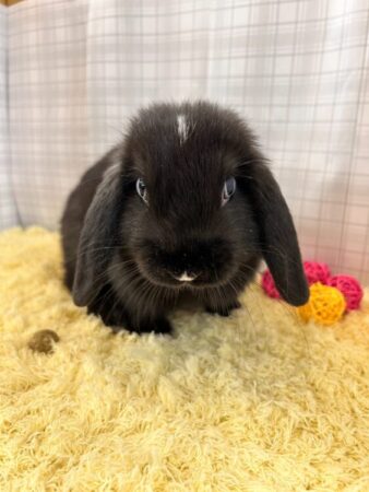 うさぎ