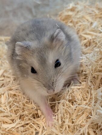 ジャンガリアンハムスター