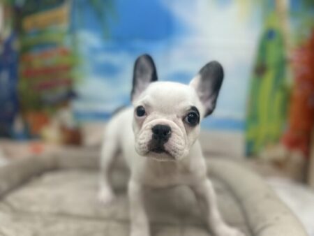 フレンチブルドック