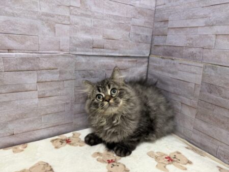 ミヌエット(父3.6kg×母3.4kg)