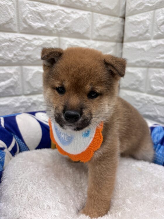 豆柴 和歌山県の豆柴｜女の子・2025/08/16生まれ・黒色（子犬ID：427814