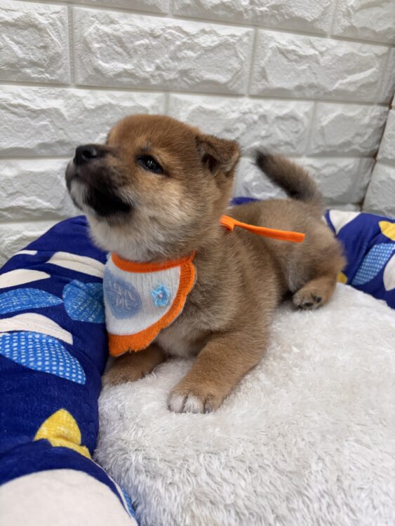 20251018 - ペットショップ ケン & ワン