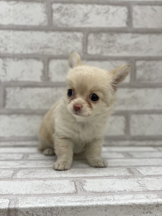 L25-2148 - ペットショップ ケン & ワン