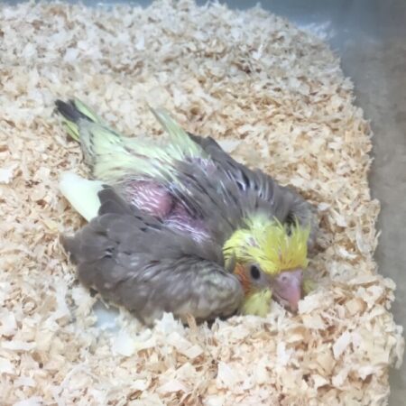 オカメインコ