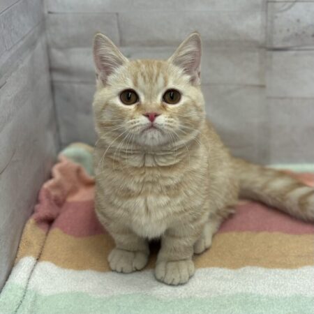 マンチカン(短足)