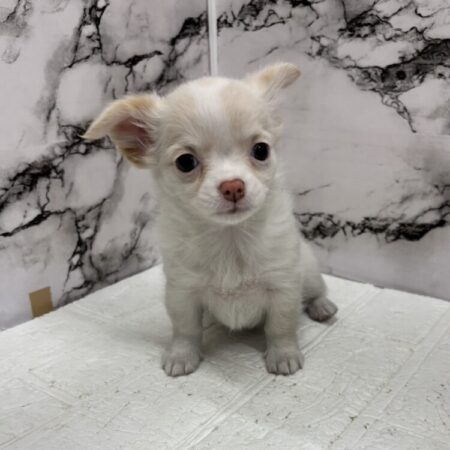 ロングコートチワワ