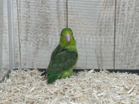 マメルリハインコ