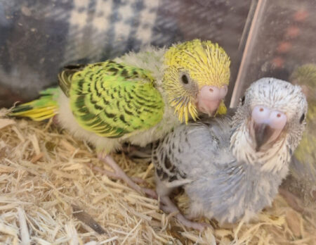 セキセイインコ