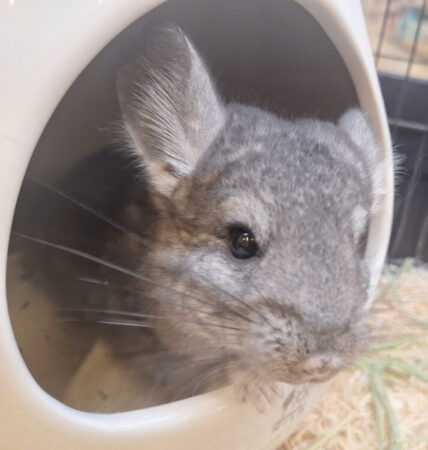 チンチラ