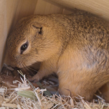 リチャードソンジリス