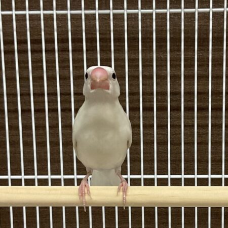白文鳥