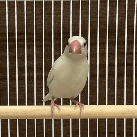 白文鳥