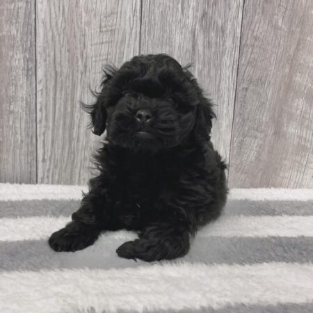 トイプードル×シーズー