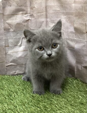 ブリティッシュ