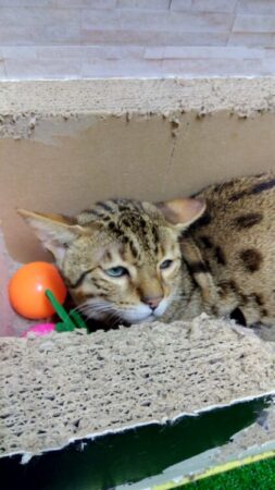 サバンナキャット