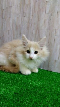 ノルウェージャンフォレストキャット