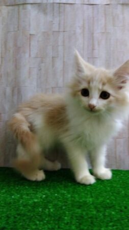 ノルウェージャンフォレストキャット