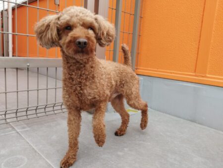 トイ・プードル