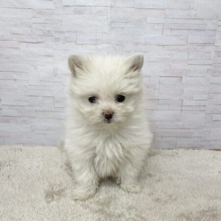 マルチーズ×ポメラニアン