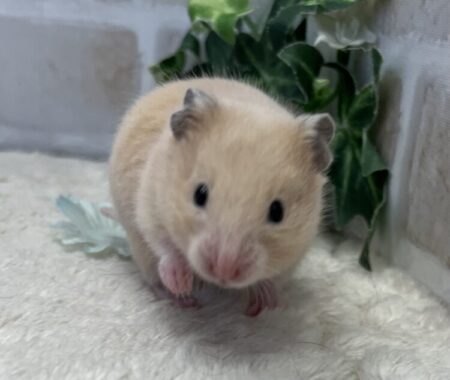 ゴールデンハムスター