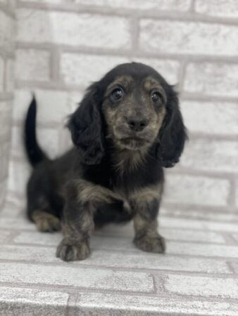 ミニチュア・ダックスフンド