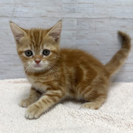 アメリカンショートヘア