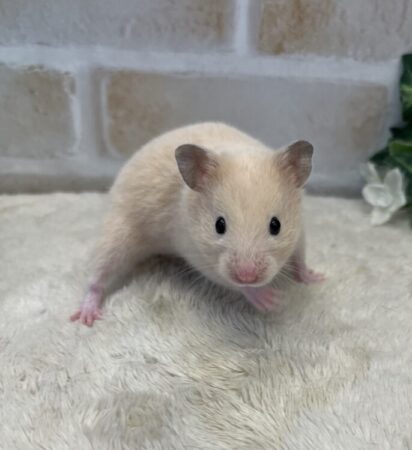 ゴールデンハムスター