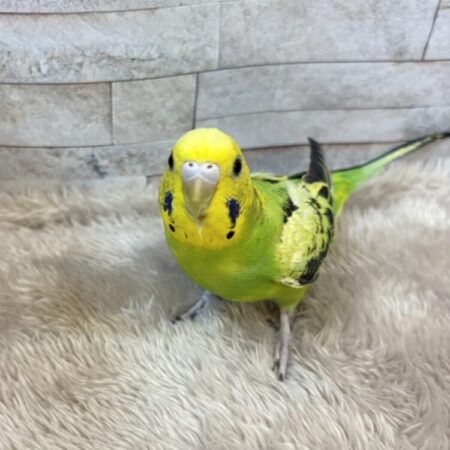 インコ
