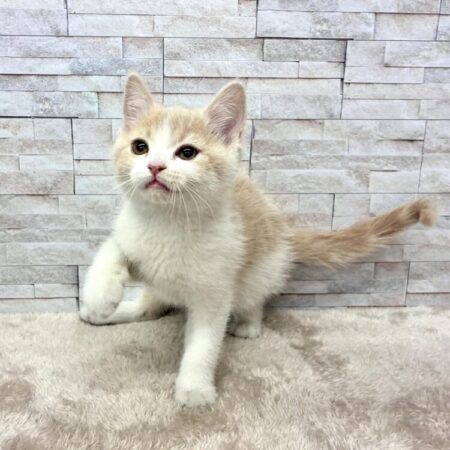 スコティッシュフォールド