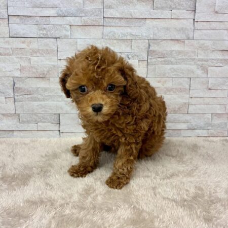 トイ・プードル