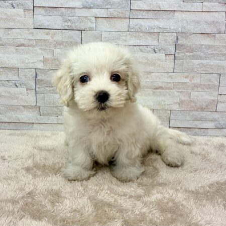 ミニチュアダックスフンド×マルチーズ