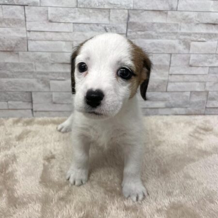 ジャック・ラッセル・テリア