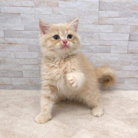 スコティッシュフォールド