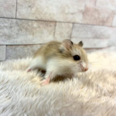 ロボロフスキーハムスター
