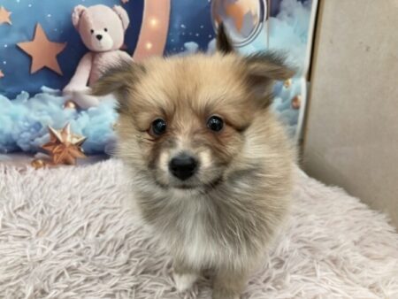 ポメラニアン×シェットランドシープドッグ