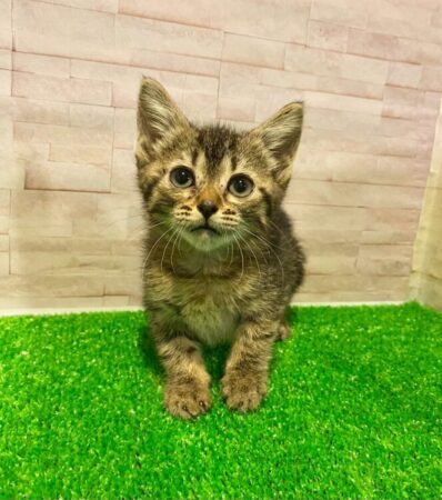 スコティッシュ・フォールド