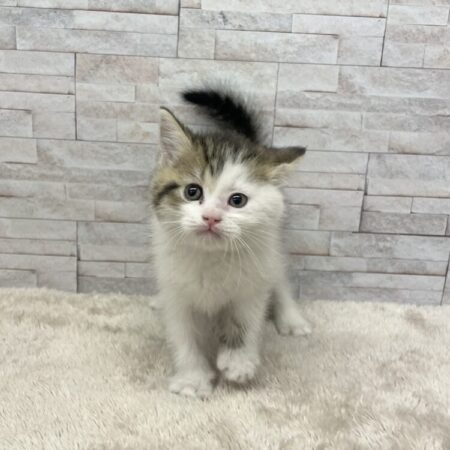 マンチカン