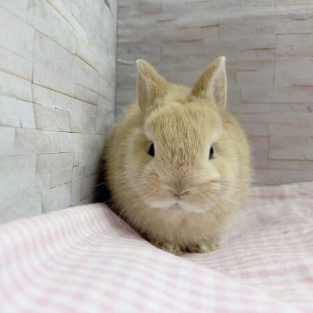 うさぎ