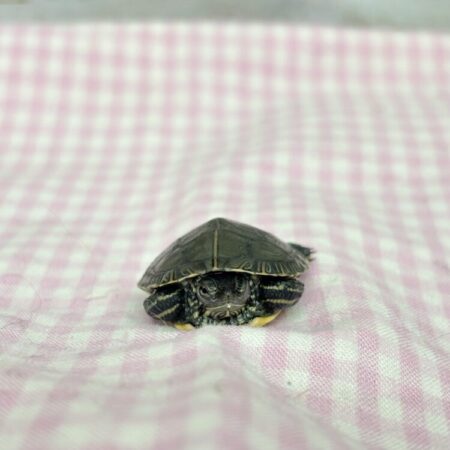 セイブニシキガメ