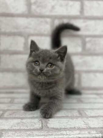 ブリティッシュ