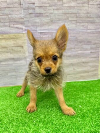 ヨークシャテリア×ポメラニアン