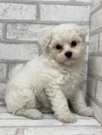 ビションフリーゼ